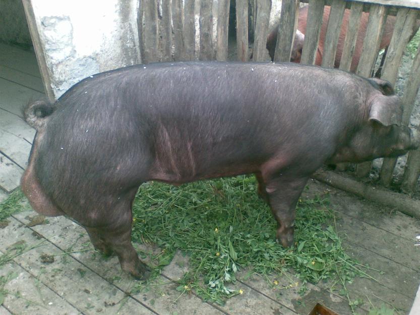 Vand porc Duroc - Pret | Preturi Vand porc Duroc