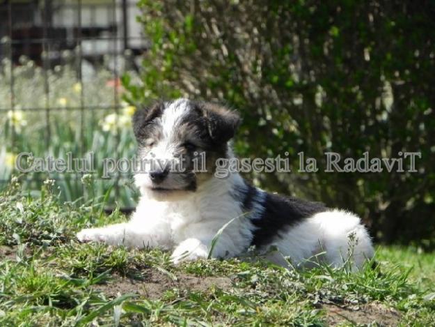 Fox Terrier de vanzare - Pret | Preturi Fox Terrier de vanzare