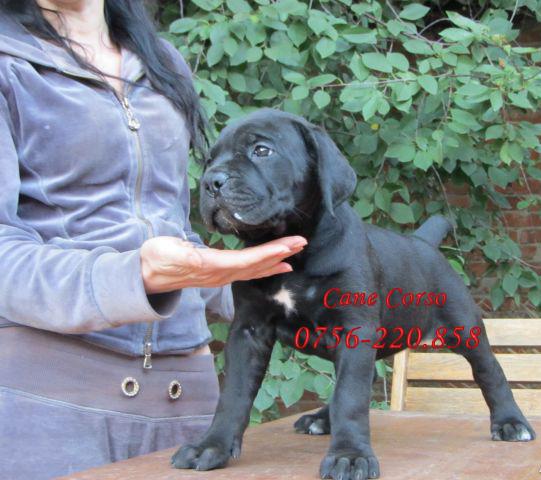 Catei Cane Corso de Vanzare in Brasov - Pret | Preturi Catei Cane Corso de Vanzare in Brasov