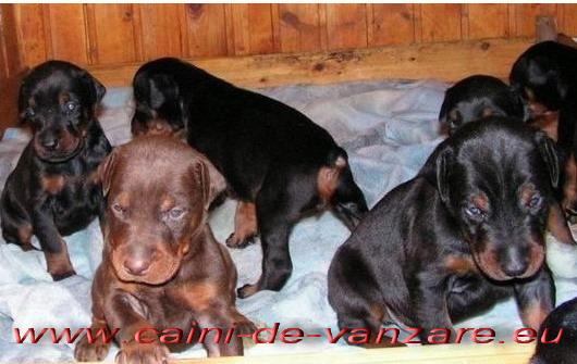 Oferta Doberman - Pret | Preturi Oferta Doberman