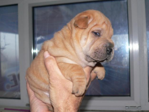 vand catei rasa shar-pei - Pret | Preturi vand catei rasa shar-pei