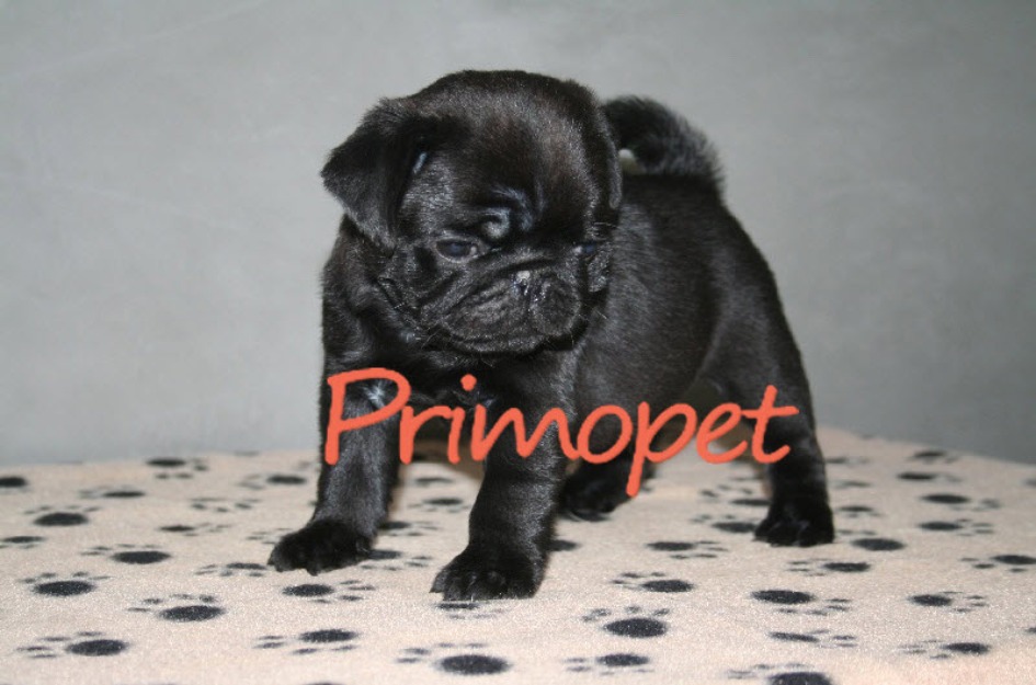 Mops/Pug de Vanzare - Pret | Preturi Mops/Pug de Vanzare