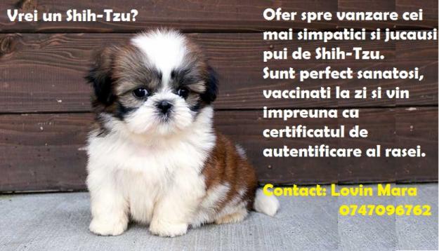 Vand cei mai simpatici pui de Shih-Tzu - Pret | Preturi Vand cei mai simpatici pui de Shih-Tzu