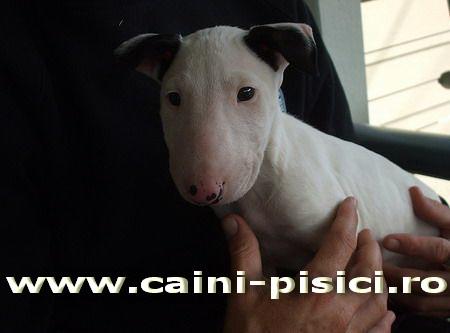 Bull Terrier de vanzare - Pret | Preturi Bull Terrier de vanzare