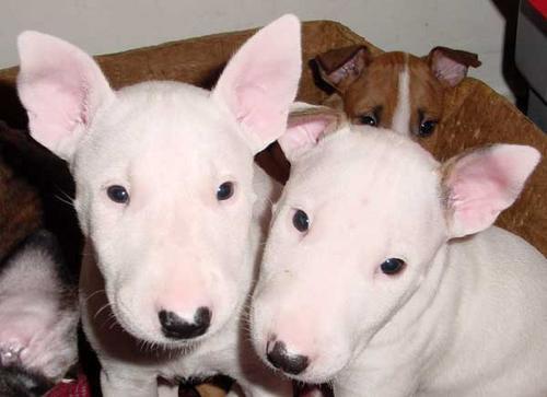 Bullterrier de vanzare,disponibili de Craciun - Pret | Preturi Bullterrier de vanzare,disponibili de Craciun