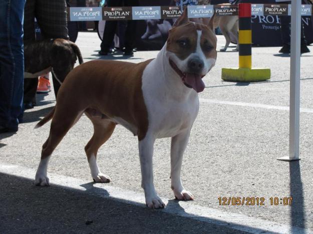 Pui Amstaff cu pedigree - Pret | Preturi Pui Amstaff cu pedigree