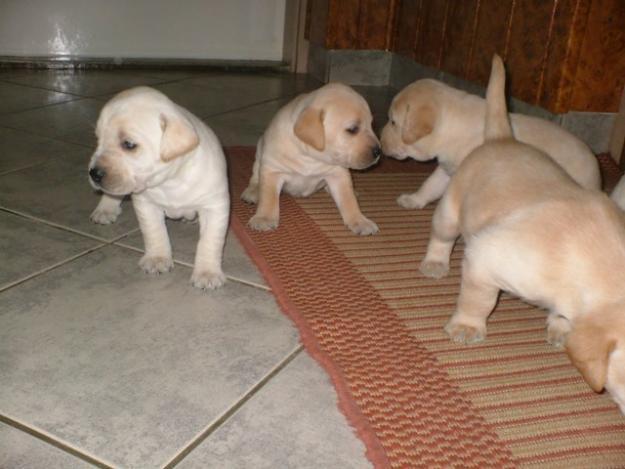 Labrador - catei de rasa pura.Lesa si zgarda cadou - Pret | Preturi Labrador - catei de rasa pura.Lesa si zgarda cadou