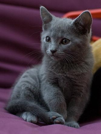 vanzare pisicute Chartreux - Pret | Preturi vanzare pisicute Chartreux