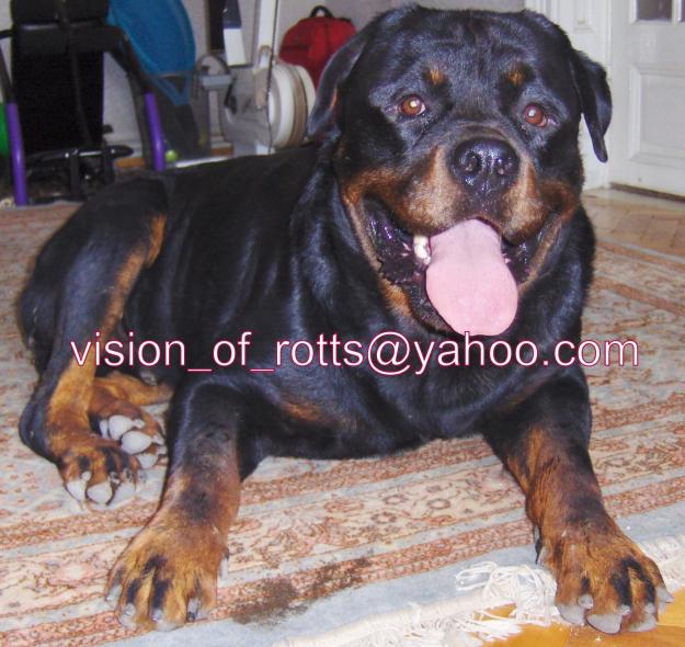 Vand pui Rottweiler - Pret | Preturi Vand pui Rottweiler