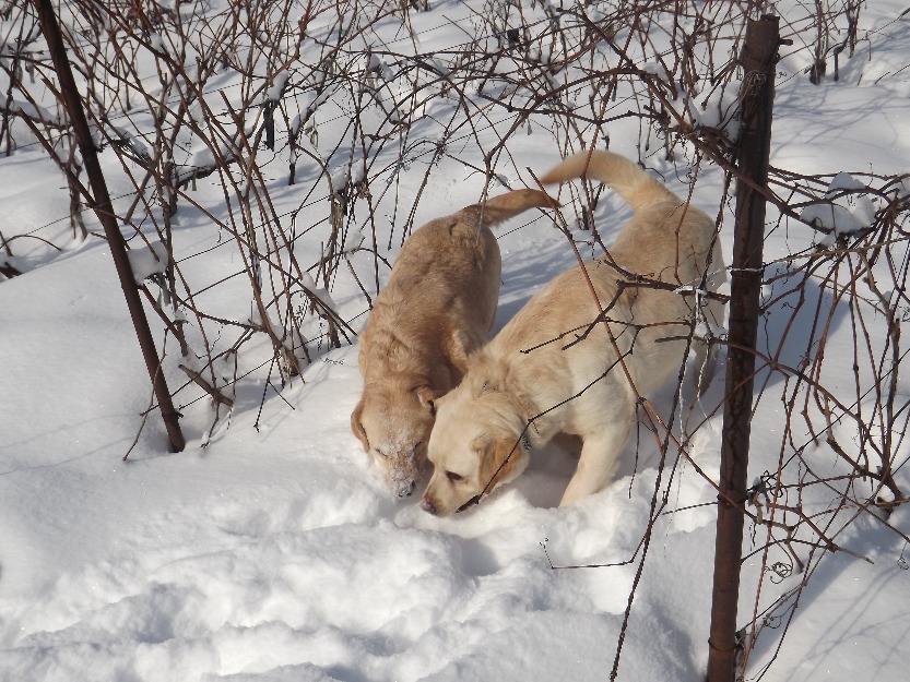 femela labrador pt.cautat trufe - Pret | Preturi femela labrador pt.cautat trufe