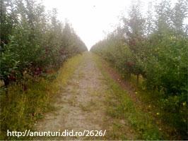 Vand 280 hectare in terebna - edinet in republica moldova - Pret | Preturi Vand 280 hectare in terebna - edinet in republica moldova