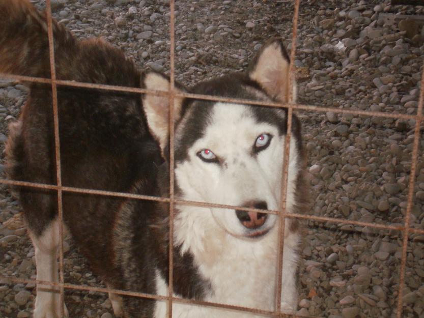 femela husky gestanta - Pret | Preturi femela husky gestanta