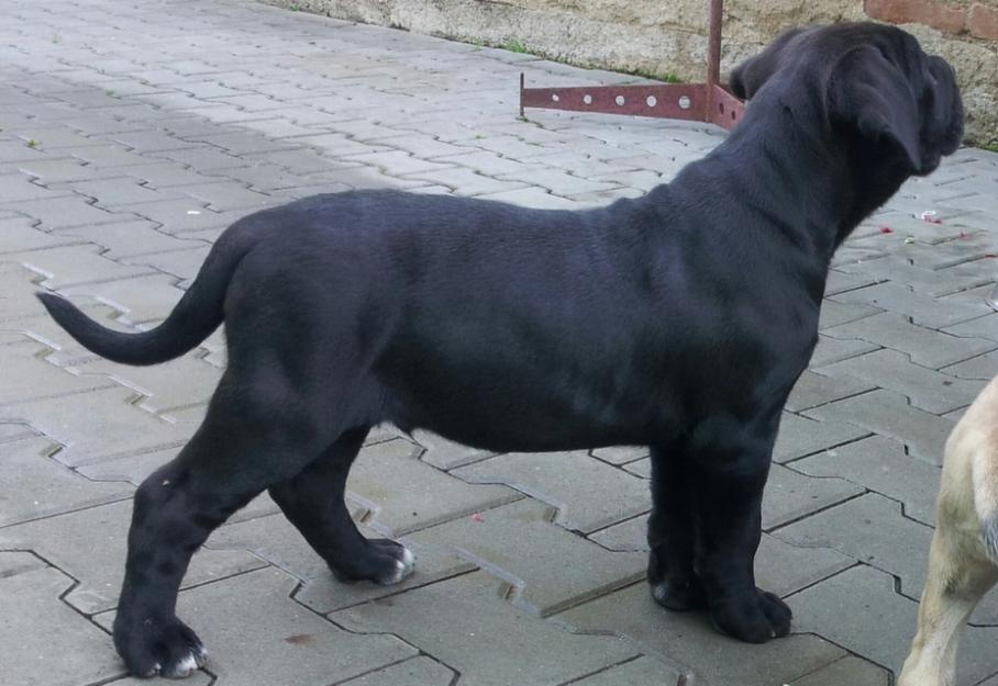 Cane Corso - Pret | Preturi Cane Corso