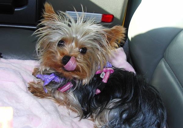 Yorkshire Terrier de vanzare disponibili acum de Craciun - Pret | Preturi Yorkshire Terrier de vanzare disponibili acum de Craciun