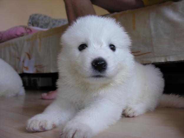 VANZARE PUI SAMOYED - Pret | Preturi VANZARE PUI SAMOYED