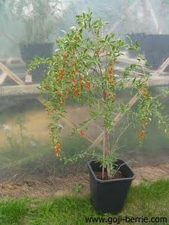 GOJI- Romania-GOJI PRET PLANTE-VANZARE(pom-minim 40cm-25 ron)-OLTENIA-VALCEA-DRAGASANI! - Pret | Preturi GOJI- Romania-GOJI PRET PLANTE-VANZARE(pom-minim 40cm-25 ron)-OLTENIA-VALCEA-DRAGASANI!