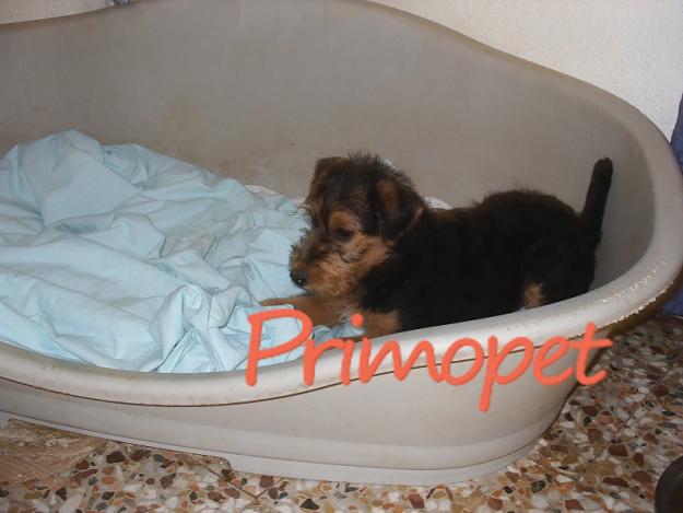 Vand puiuti Airedale Terrier - Pret | Preturi Vand puiuti Airedale Terrier