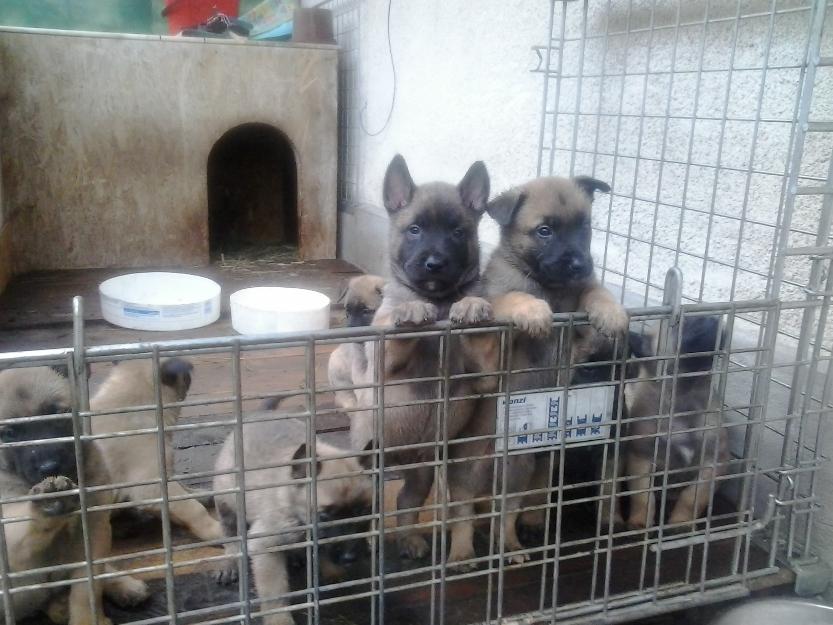 ciobanesc belgian malinois - Pret | Preturi ciobanesc belgian malinois