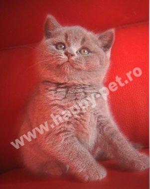 pisici british shorthair de vanzare Bucuresti-Brasov - Pret | Preturi pisici british shorthair de vanzare Bucuresti-Brasov