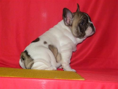 Catei Bulldog Francez de vanzare 0752100435 - Pret | Preturi Catei Bulldog Francez de vanzare 0752100435