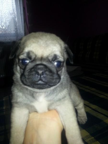 catei Mops pug Culoare bej si negrii , - Pret | Preturi catei Mops pug Culoare bej si negrii ,