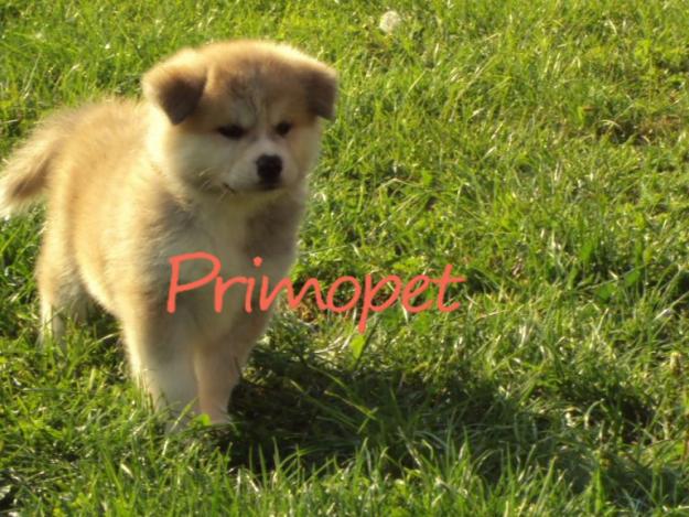 Catelusi Akita Inu Japonez de Vanzare - Pret | Preturi Catelusi Akita Inu Japonez de Vanzare