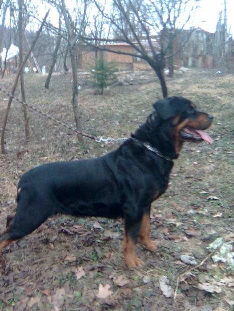 Pui Rottweiler de vanzare - Pret | Preturi Pui Rottweiler de vanzare