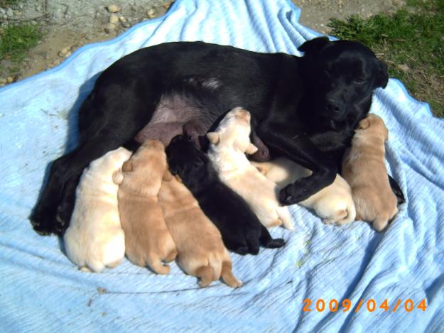 Catei Labrador Retriever - Pret | Preturi Catei Labrador Retriever