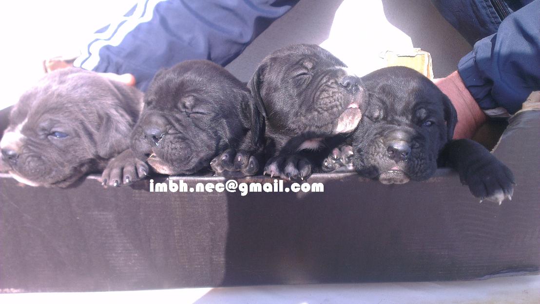 Pui cane corso de exceptie - Pret | Preturi Pui cane corso de exceptie