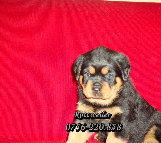 Catei Rottweiler de Vanzare in Pitesti! - Pret | Preturi Catei Rottweiler de Vanzare in Pitesti!