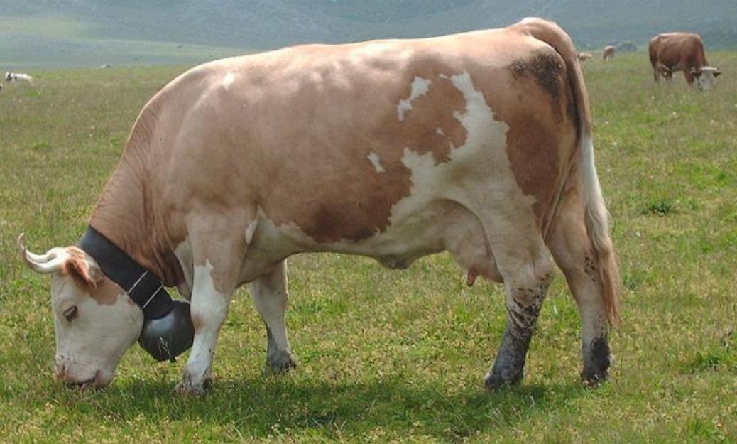 Vand 3 vaci (Baltata Romaneasca) - Pret | Preturi Vand 3 vaci (Baltata Romaneasca)