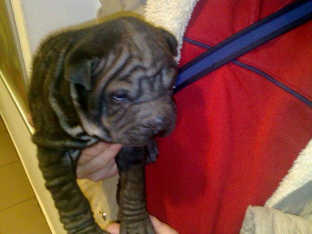 CATELUSA SHAR PEI NEAGRA - Pret | Preturi CATELUSA SHAR PEI NEAGRA