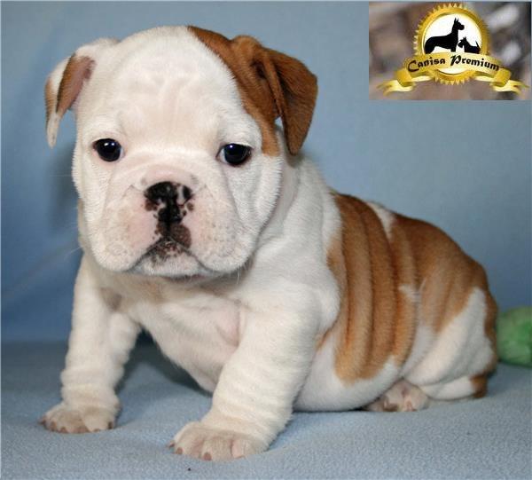 Pui de Bulldog Englez - Pret | Preturi Pui de Bulldog Englez