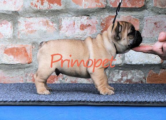 Catelusi Bulldog Francez de Vanzare - Pret | Preturi Catelusi Bulldog Francez de Vanzare