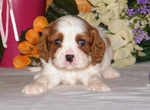 Vand catelusi Cavalier King Charles - Pret | Preturi Vand catelusi Cavalier King Charles