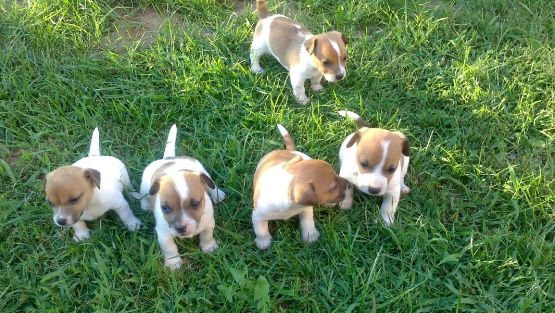 jack russel catei de vanzare - Pret | Preturi jack russel catei de vanzare