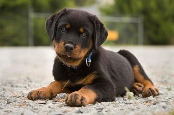 Rottweiler de vanzare - Pret | Preturi Rottweiler de vanzare