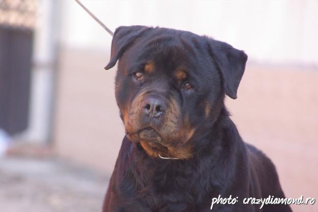 vand pui si adulti rottweiler cu pedigree - Pret | Preturi vand pui si adulti rottweiler cu pedigree