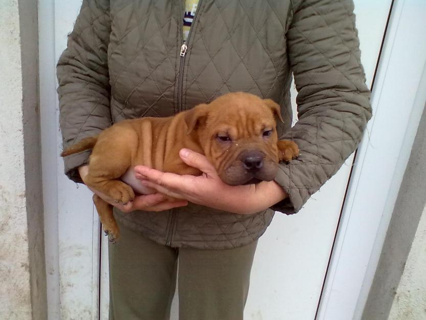 vand shar-pei ocazie!! - Pret | Preturi vand shar-pei ocazie!!