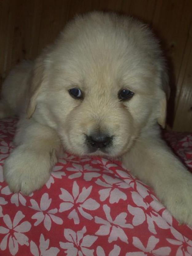 Vand catei Golden Retriever 0752100435 - Pret | Preturi Vand catei Golden Retriever 0752100435