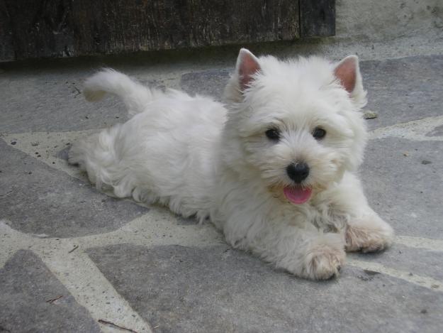 Westie de vanzare disponibili acum de Craciun - Pret | Preturi Westie de vanzare disponibili acum de Craciun