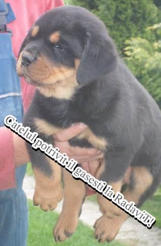 Rottweiler de vanzare - Pret | Preturi Rottweiler de vanzare