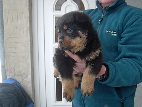 Vand catei Rottweiler 0752100435 - Pret | Preturi Vand catei Rottweiler 0752100435