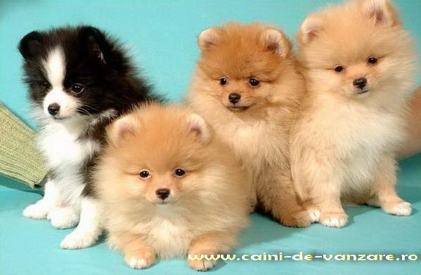 Spitz-Pomeranian de vanzare - toate culorile - Pret | Preturi Spitz-Pomeranian de vanzare - toate culorile