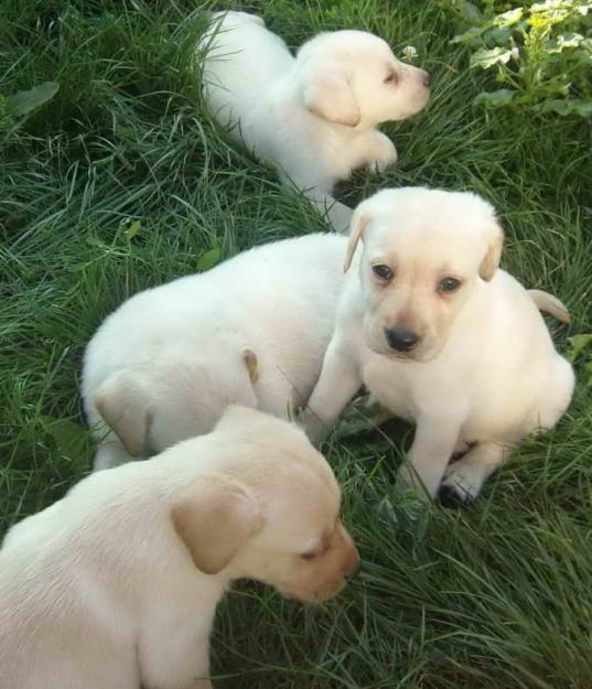 labrador retriver de vanzare - Pret | Preturi labrador retriver de vanzare