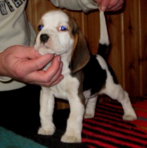 Catei Beagle de vanzare-0752.100.435 - Pret | Preturi Catei Beagle de vanzare-0752.100.435