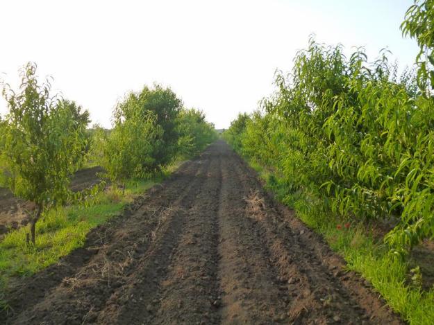 vand doua terenuri a cate 5000 metri patrati - Pret | Preturi vand doua terenuri a cate 5000 metri patrati