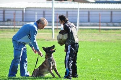 Dresaj canin Deva - Pret | Preturi Dresaj canin Deva