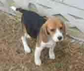 Fetite Beagle - Pret | Preturi Fetite Beagle
