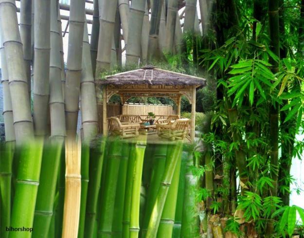 Seminte Bambus Gigant Lemnul de otel - Pret | Preturi Seminte Bambus Gigant Lemnul de otel